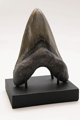 Antique Magalodon Tooth with Fibers on Custom Stand