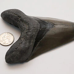 Antique Magalodon Tooth with Fibers on Custom Stand