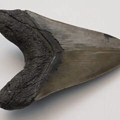 Antique Magalodon Tooth with Fibers on Custom Stand