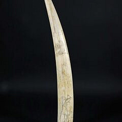 American Scrimshaw Antique Walrus Tusk, 19th Century