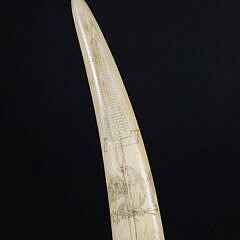 American Scrimshaw Antique Walrus Tusk, 19th Century