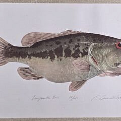 Vintage Signed Limited Edition Largemouth Bass Fish Serigraph Print