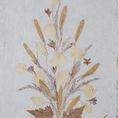Pair of Framed Botanicals Pressed on Paper