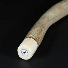 Ousic with Antique Ivory Tips , 19th Century