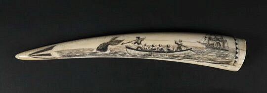 David Lazarus Scrimshaw Small Tusk