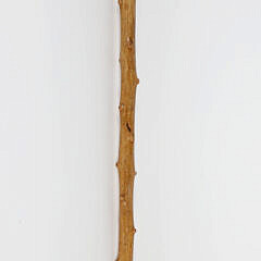 Pommel Grip Walking Stick with Silver Collar, 19th Century