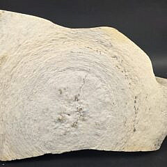 Antique Inuit Fossilized Whale Bone Carved Polar Bear Sculpture, 19th century