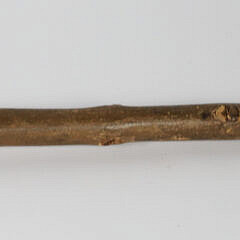 Mechanical Carved Wood Bulldog Walking Stick
