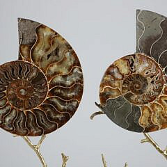 Pair of Prehistoric Stone Nautilus Shells