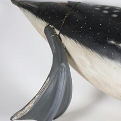 Half Model of a Swimming Loon
