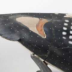 Half Model of a Swimming Loon