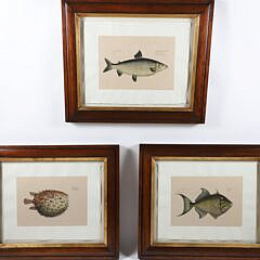 Group of Three Antique Fish Lithographs