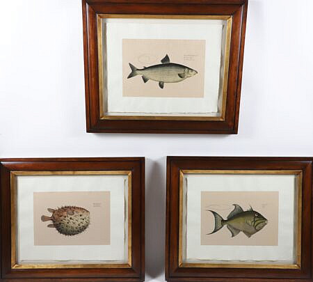 Group of Three Antique Fish Lithographs
