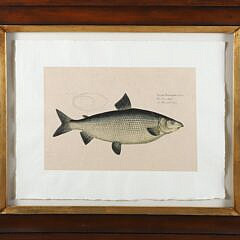 Group of Three Antique Fish Lithographs