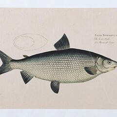 Group of Three Antique Fish Lithographs