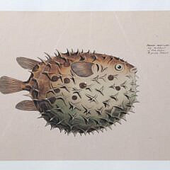 Group of Three Antique Fish Lithographs