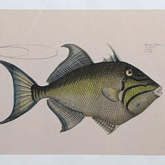 Group of Three Antique Fish Lithographs