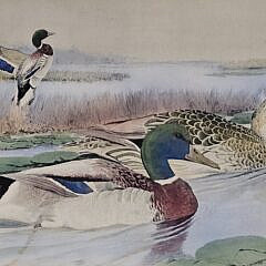 Pair of Signed Rex Brasher Hand Colored Duck Collotype Prints