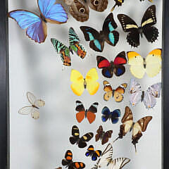 Tropical Butterfly Specimen Shadowbox