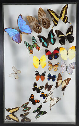 Tropical Butterfly Specimen Shadowbox