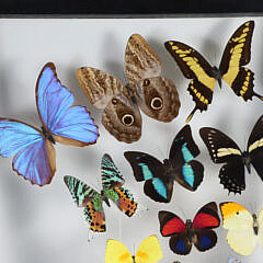 Tropical Butterfly Specimen Shadowbox