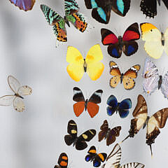 Tropical Butterfly Specimen Shadowbox