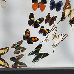Tropical Butterfly Specimen Shadowbox