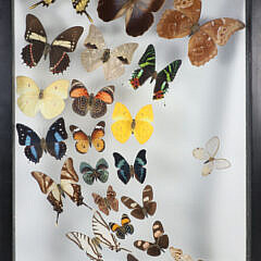 Tropical Butterfly Specimen Shadowbox