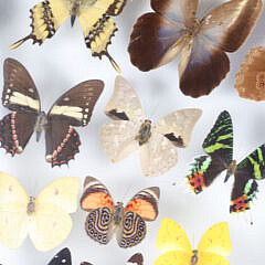 Tropical Butterfly Specimen Shadowbox