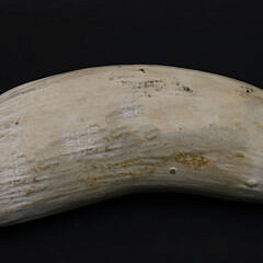 Linda Stockshlager Scrimshaw Whale Tooth Depicting an African Preditorial Scene