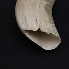 Linda Stockshlager Scrimshaw Whale Tooth Depicting an African Preditorial Scene