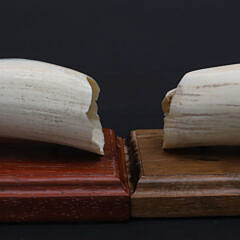Two B. Aumick Scrimshaw and Polychromed Teeth Depicting Polar Bears