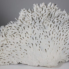 Large Section of Natural White Coral