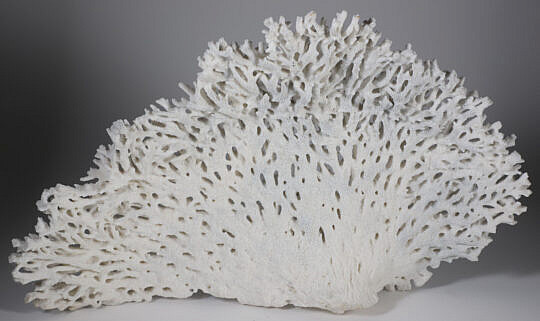 Natural White Coral