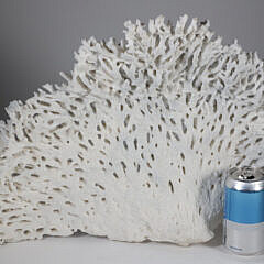 Large Section of Natural White Coral