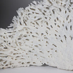 Large Section of Natural White Coral