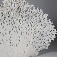 Large Section of Natural White Coral