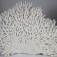 Large Section of Natural White Coral