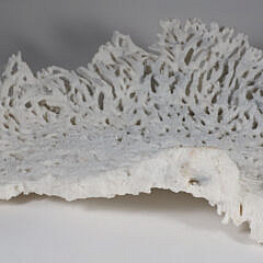 Large Section of Natural White Coral