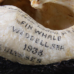 19th Century Decorated Whale Bone Inner Ear “Portrait of a Lady”