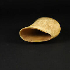 American Scrimshaw Whale Tooth, Portrait Union General Wm Rosecrans, circa 1862