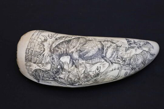 Scrimshaw Whale Tooth Depicting a Pack of Wolves Attacking a Moose