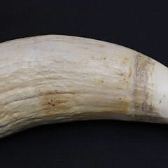 Scrimshaw Whale Tooth Depicting a Pack of Wolves Attacking a Moose