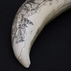 Scrimshaw Whale Tooth Depicting a Pack of Wolves Attacking a Moose