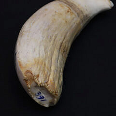 Scrimshaw Whale Tooth Depicting a Pack of Wolves Attacking a Moose
