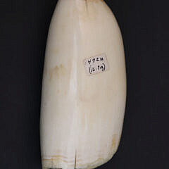 Scrimshaw Whale Tooth Depicting a Young Boy’s Portrait