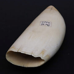 Scrimshaw Whale Tooth Depicting a Young Boy’s Portrait
