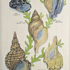 Pair of Vintage Conch Shell Family Tree Lithograph Prints, 20th century