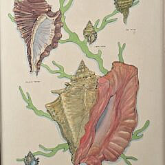 Pair of Vintage Conch Shell Family Tree Lithograph Prints, 20th century