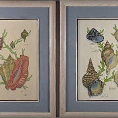 4802-955 Shell Lithographs A